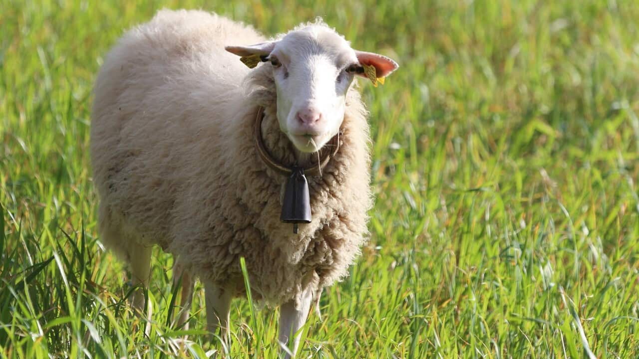 Sheep with bell. Photo supplied by Getty.