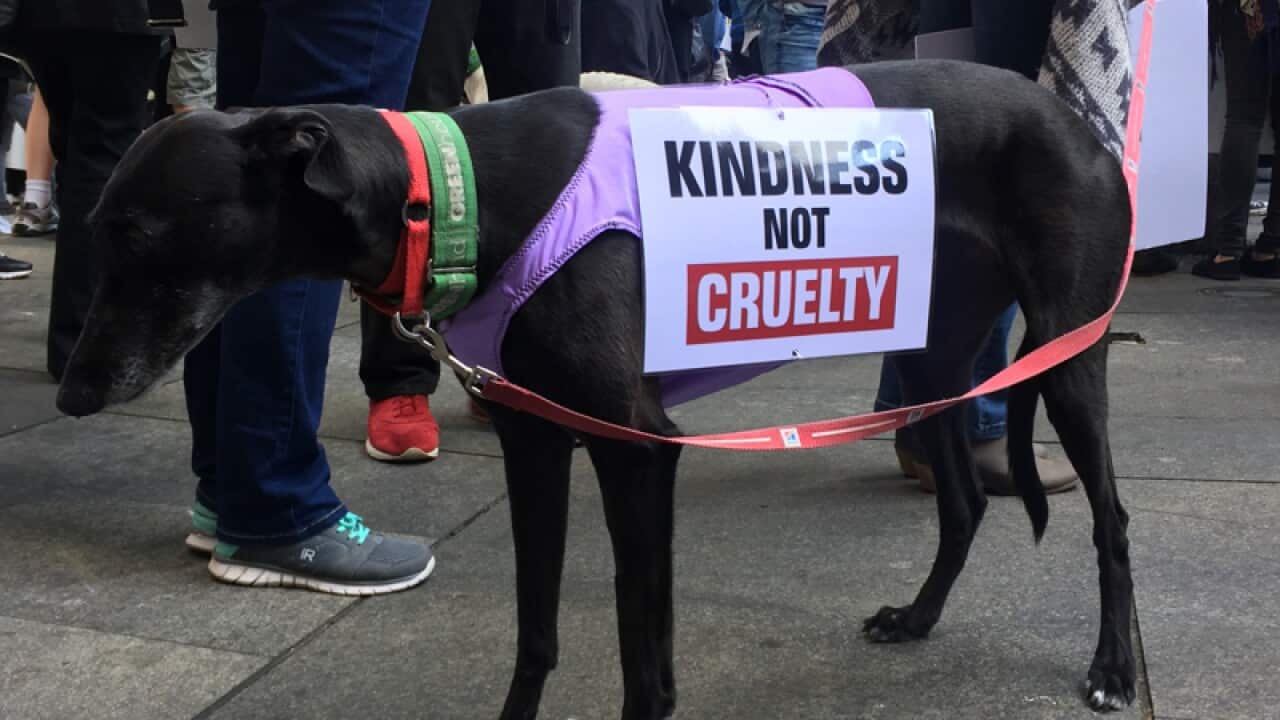 A Greyhound is seen during a rally