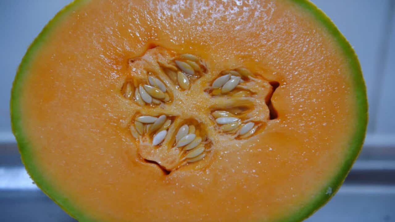 rockmelon