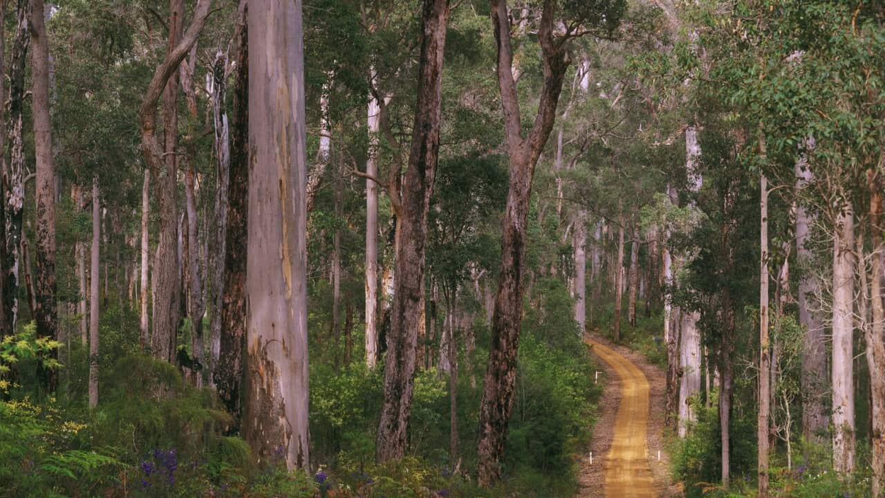 Unsealed road winding through forest of Karri and Jarrah trees