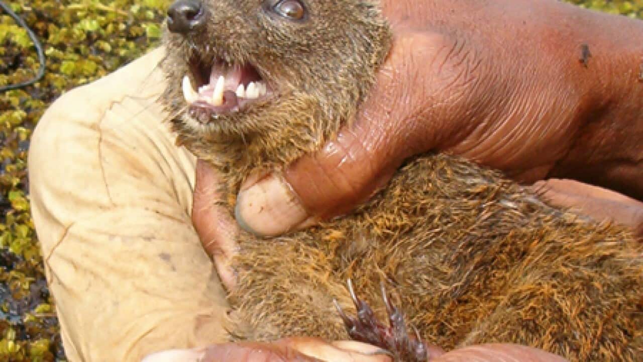 madagascar_mammal_b_101012_durrelconservtrust_793927997