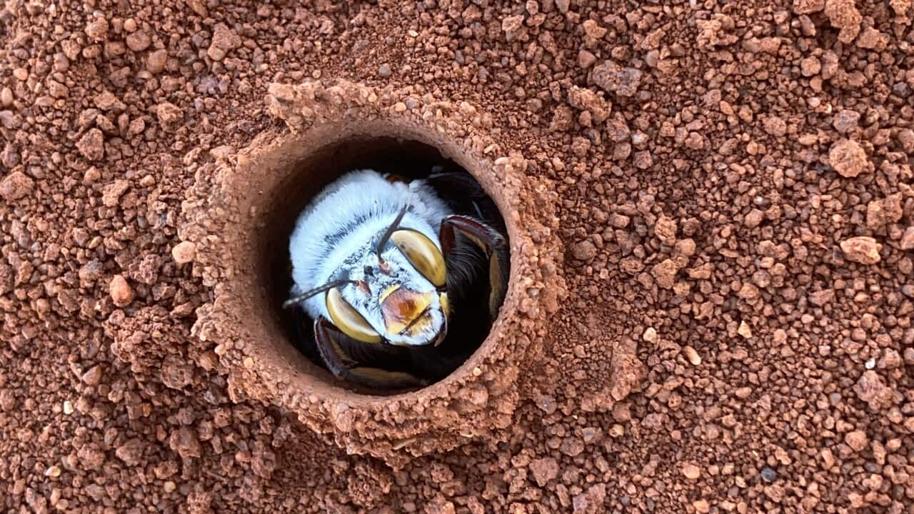 Bees Australia
