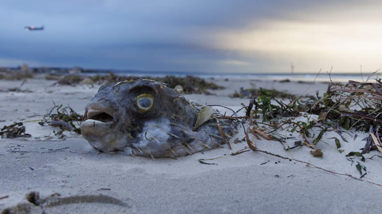 Dead fish at West Beach, South Australia's algal bloom crisis, Adelaide, Monday, July 21, 2025.
