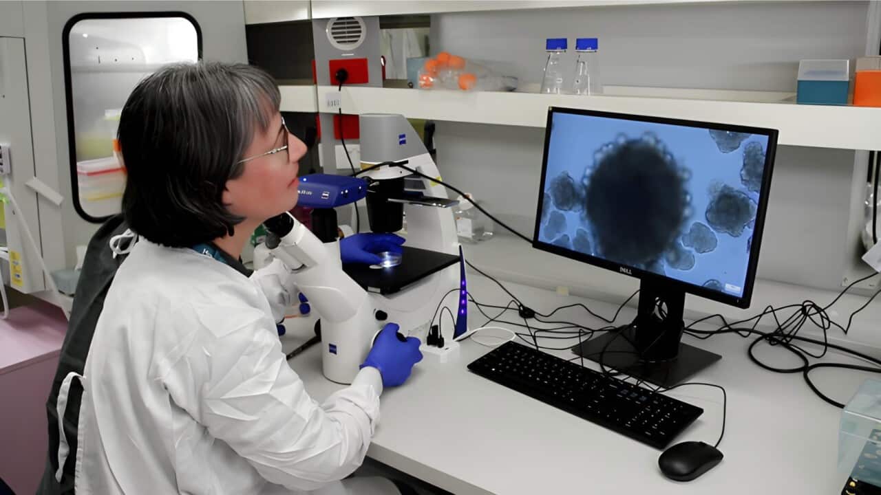 Carrying out stem cell research in the lab (SBS) (002).jpg