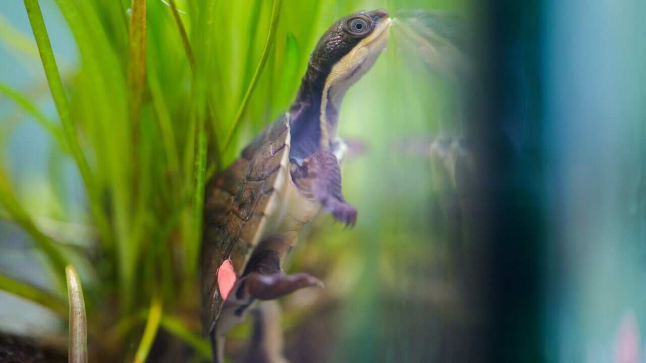 A Hunter River hatchling