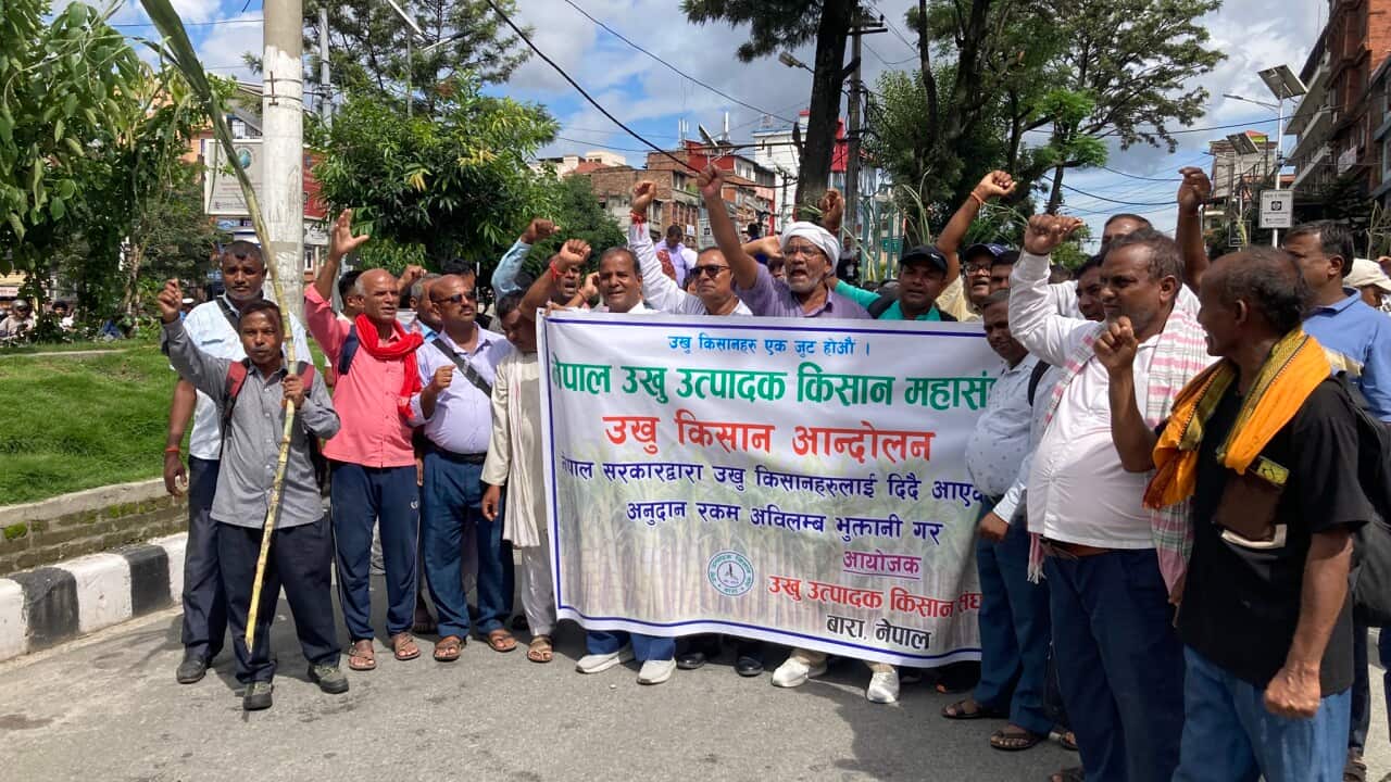 Sugarcane farmers protest in Kathmandu as Nepal government halves subsidy.