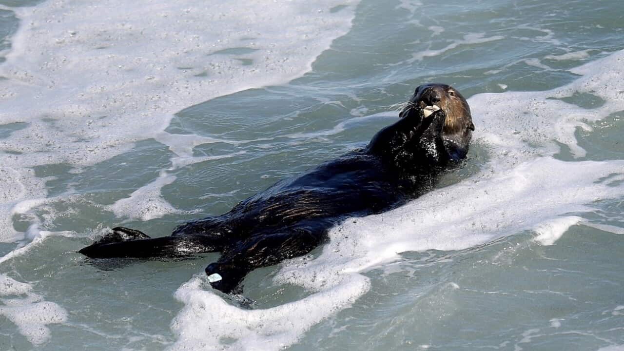 The sea otter that attacked and terrorised surfers along the Santa Cruz coastline.jpg