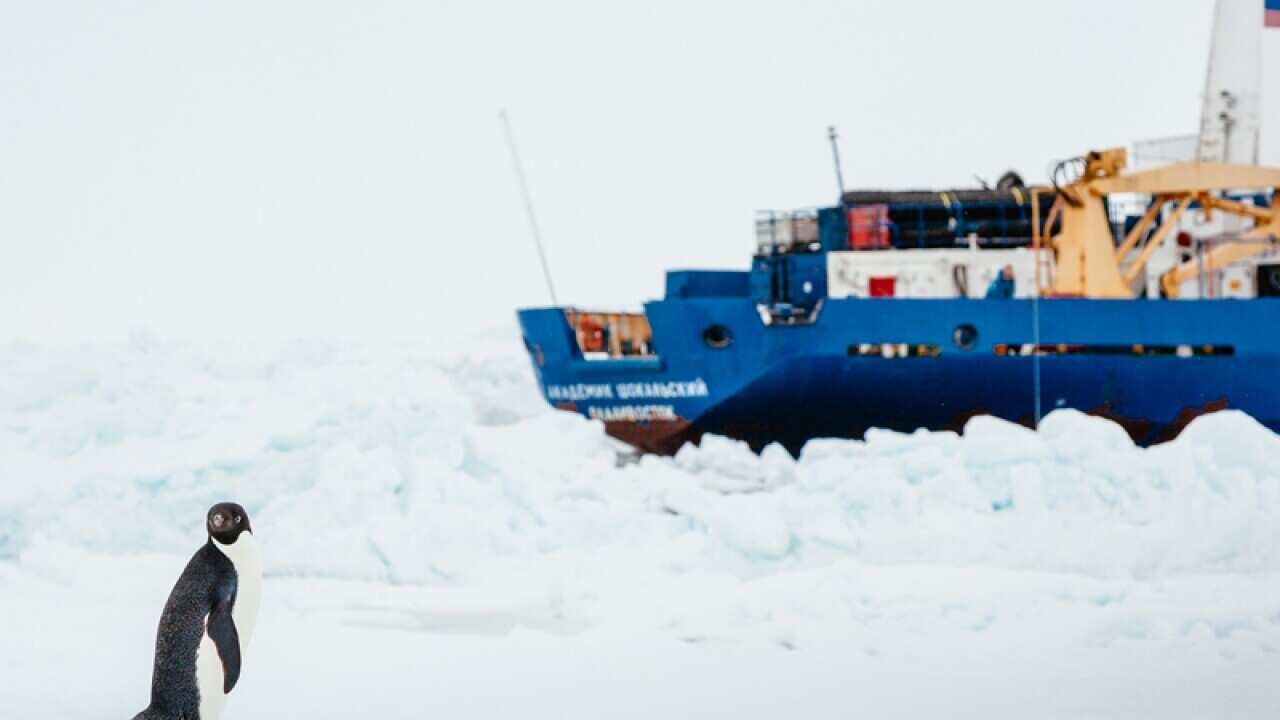 A cruise ship wedged in sea ice