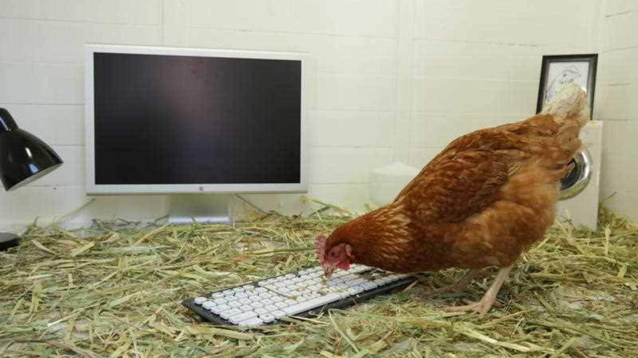 Betty, a Perth chicken set to become the first animal to send a real tweet.