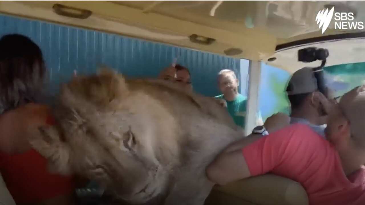 Lion gets in car for a 'cuddle' with tourists