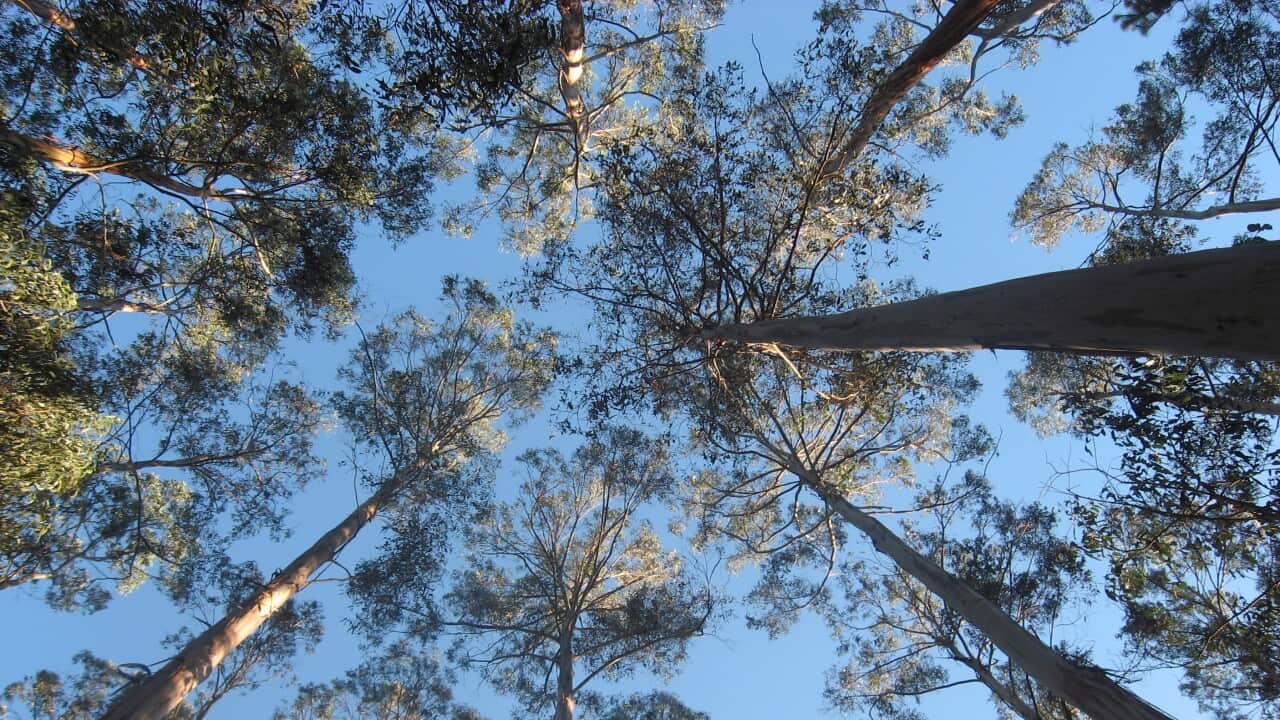 Gum trees in Tasmania - AAP-1.jpg