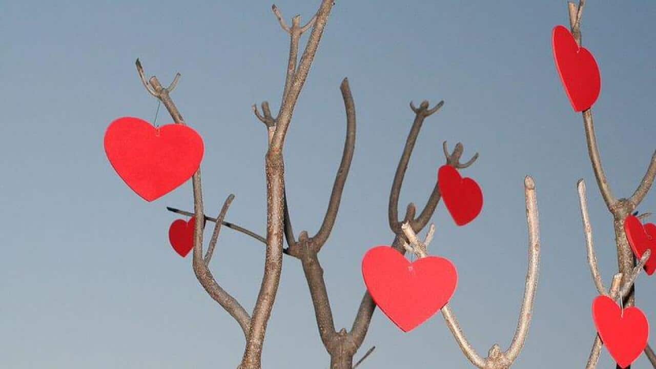Red hears on tree