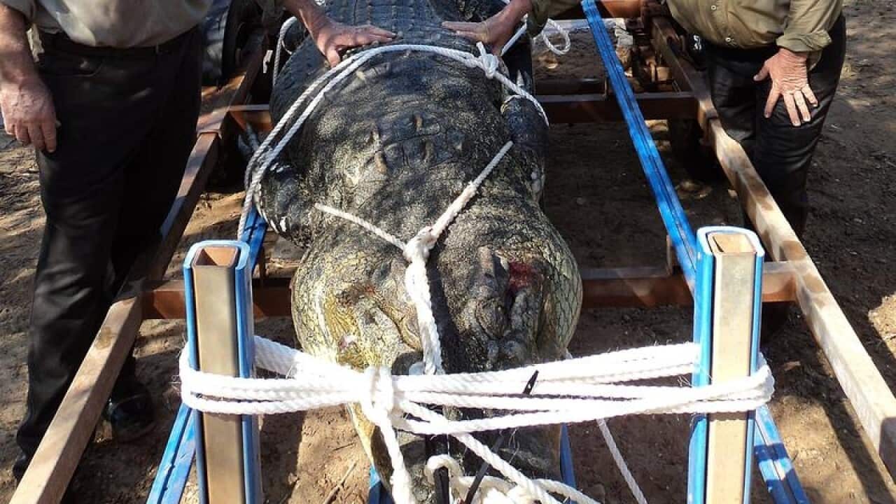 A crocodile that was captures in the MacArthur River in the NT