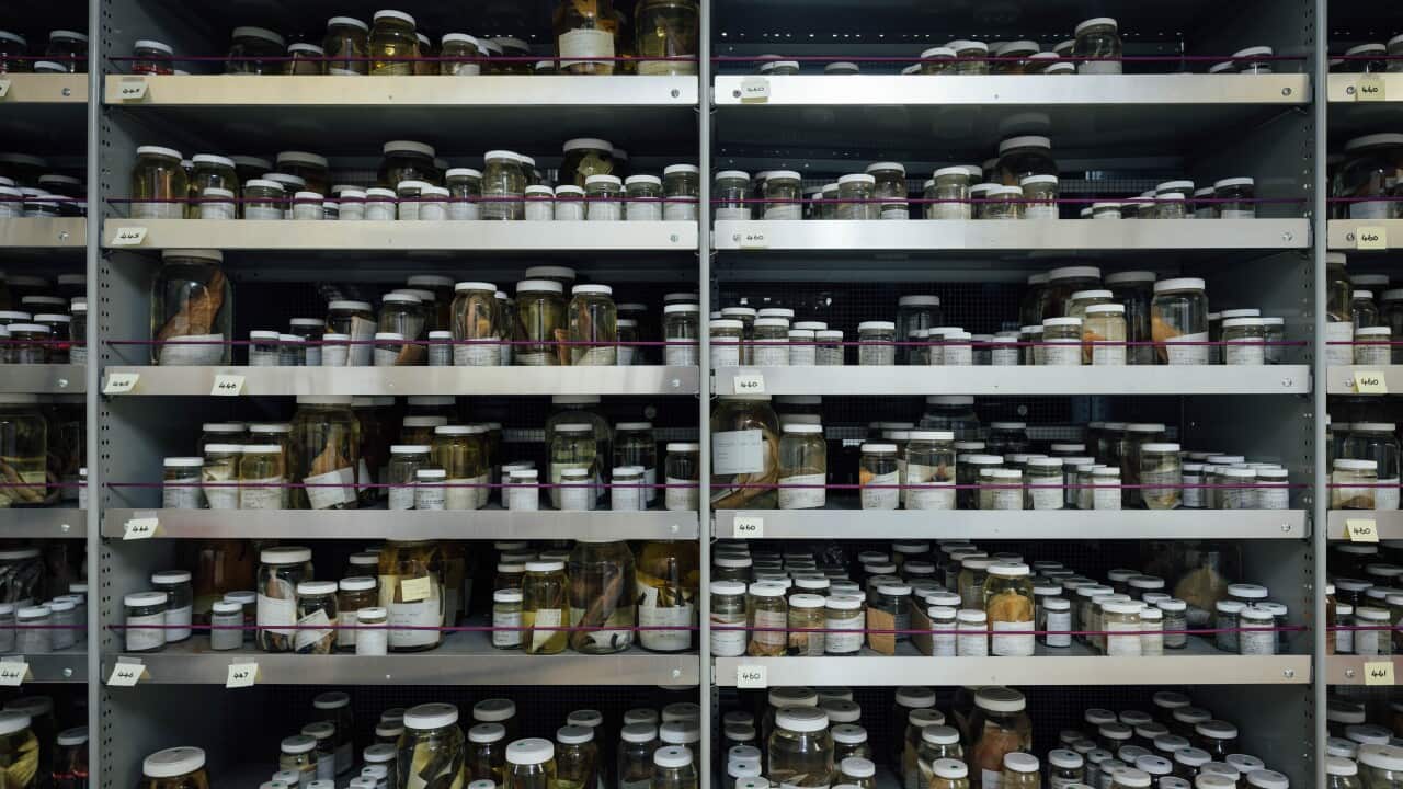 Australian National Fish Collection library (CSIRO).jpg