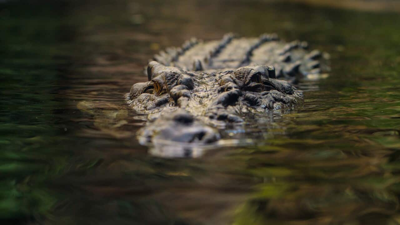 Semi-submerged Large Saltwater Crocodile