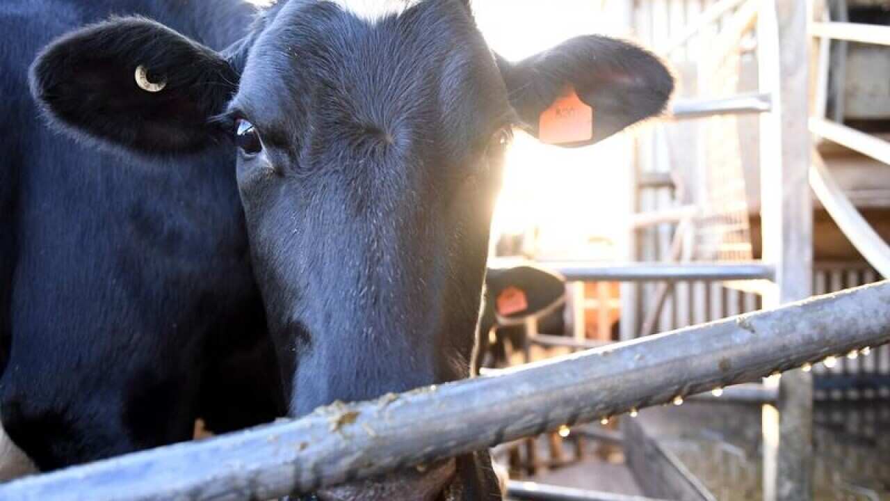 A dairy cow at a farm in Rochester.