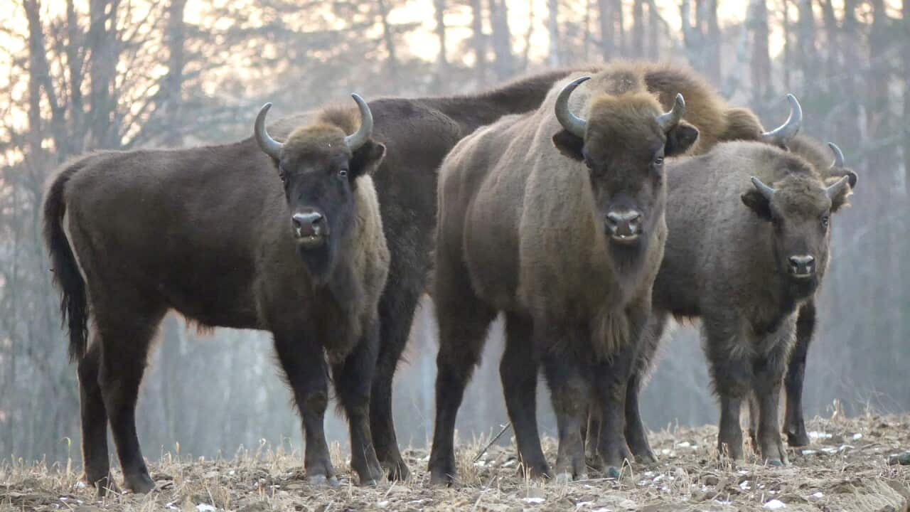 Wild European bisons.