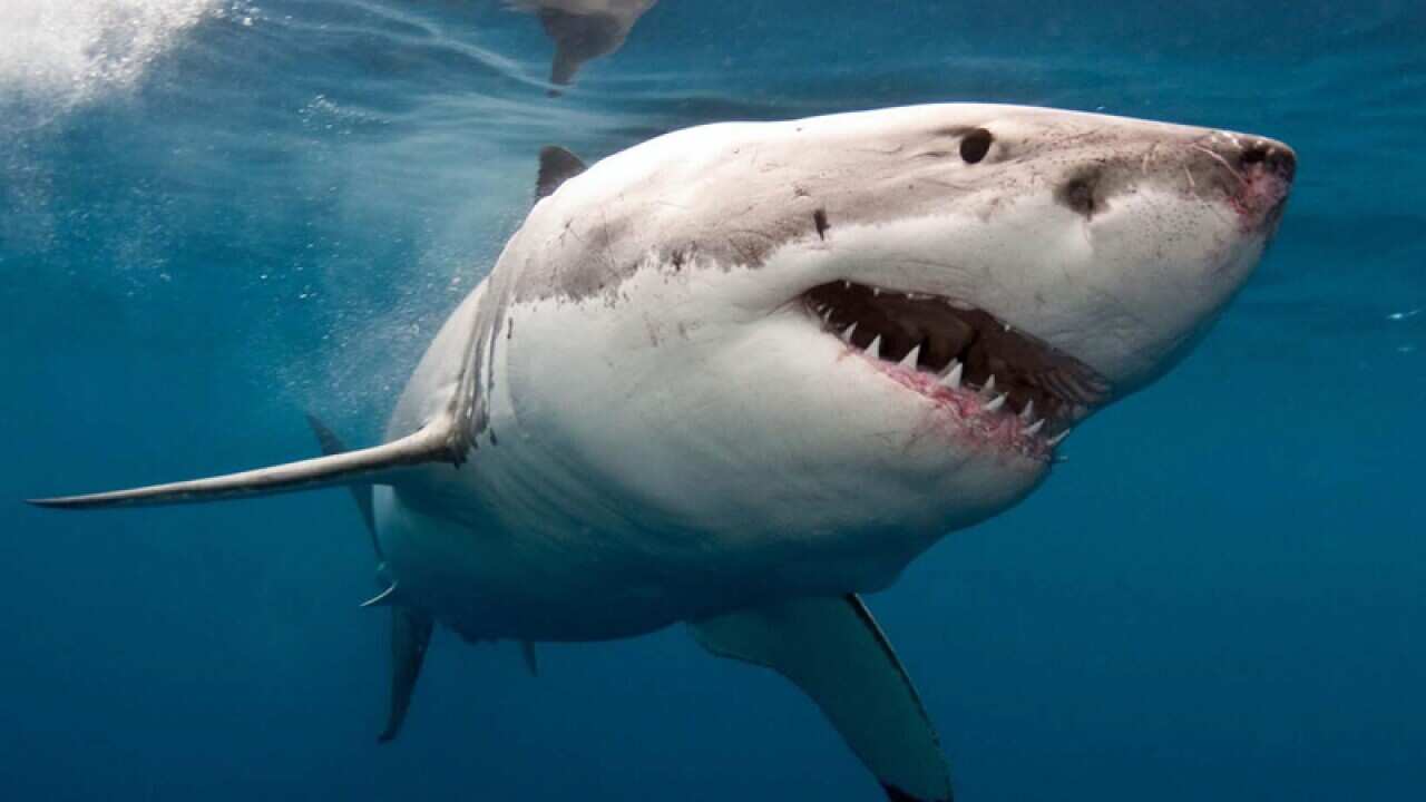 a great white shark