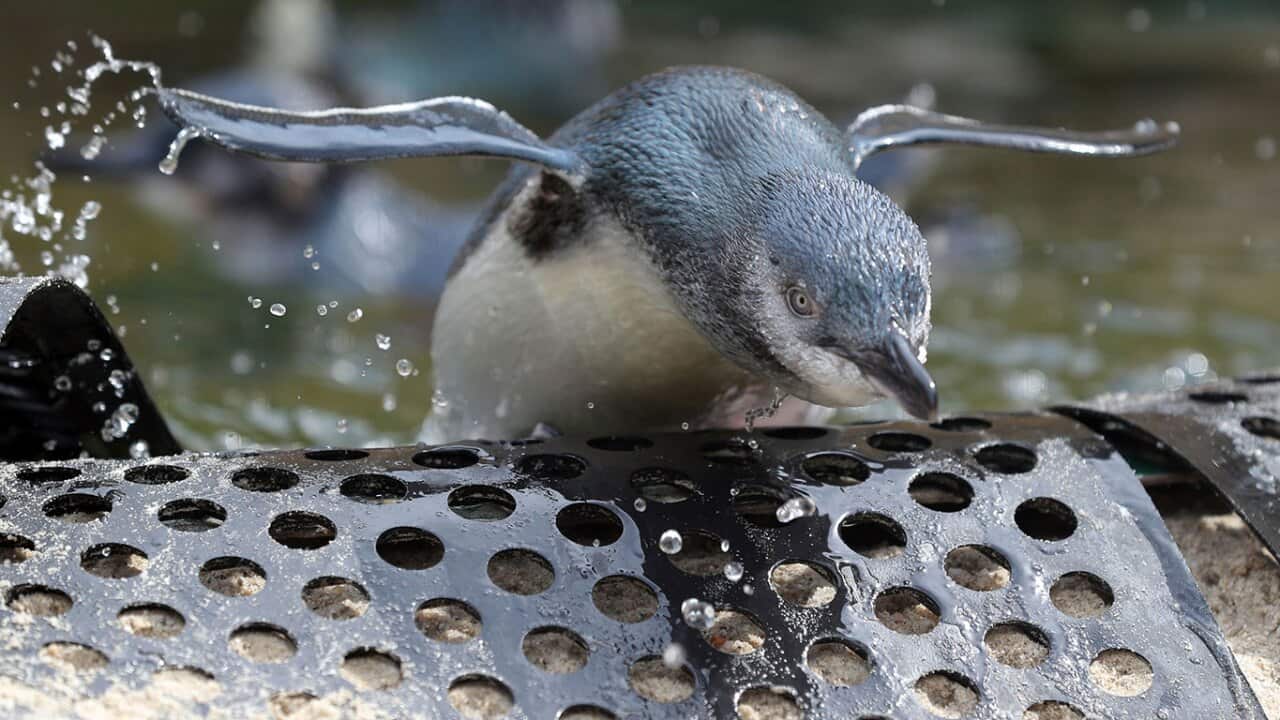 Magistrate Tamara Jago called it a "callous act" against "vulnerable penguins" 