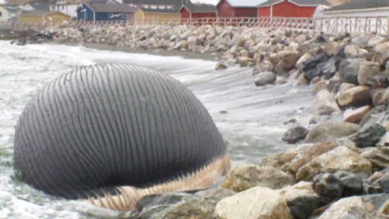 whale.jpg