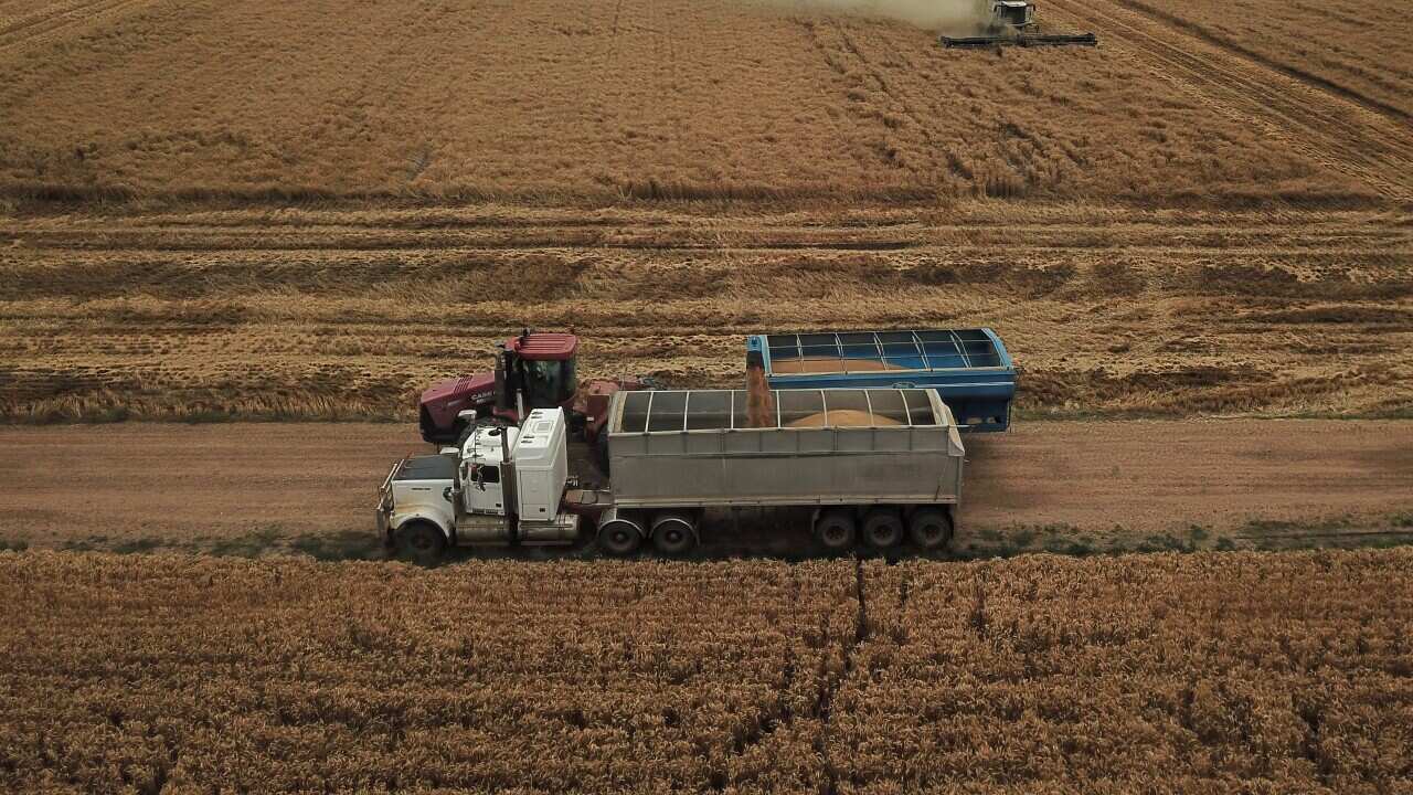 The wheat harvest gets under way on the property of grain producer Matthew Madden near Moree, Tuesday, November 2, 2021. Wheat crops across regional New South Wales are producing record yields with labour shortages a concern to farmers.