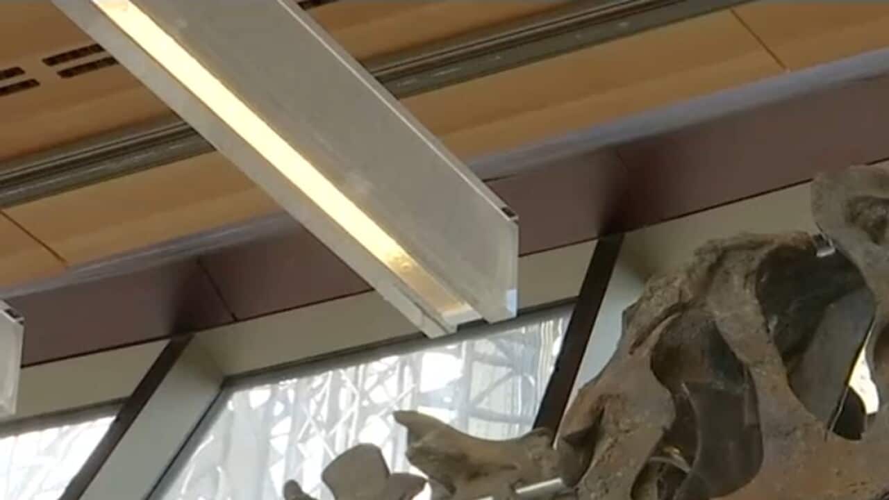 Unidentified dinosaur on auction in Paris.