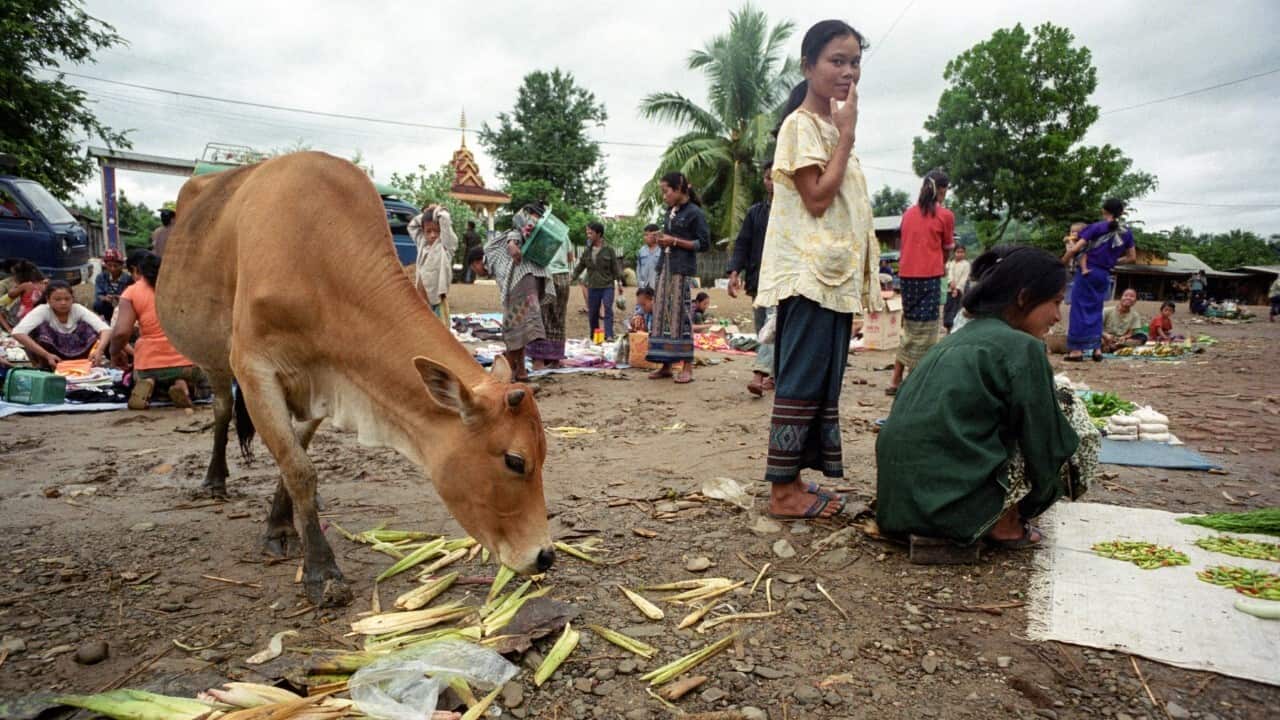 A cattle is eating some vegetables in the market of Muang Houn, Laos (Thierry Tronnel - Corbis via Getty Images)
