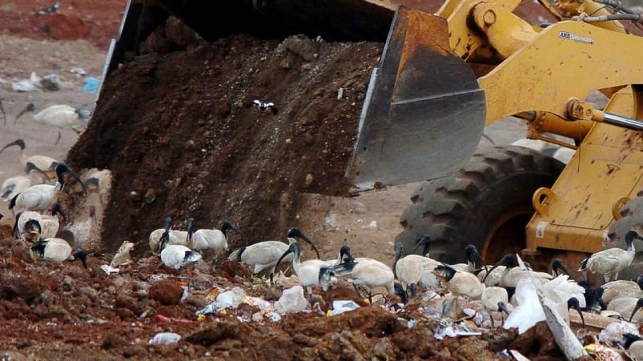 Zoo pranks Australia on April Fool with 'bin chicken' exhibition.