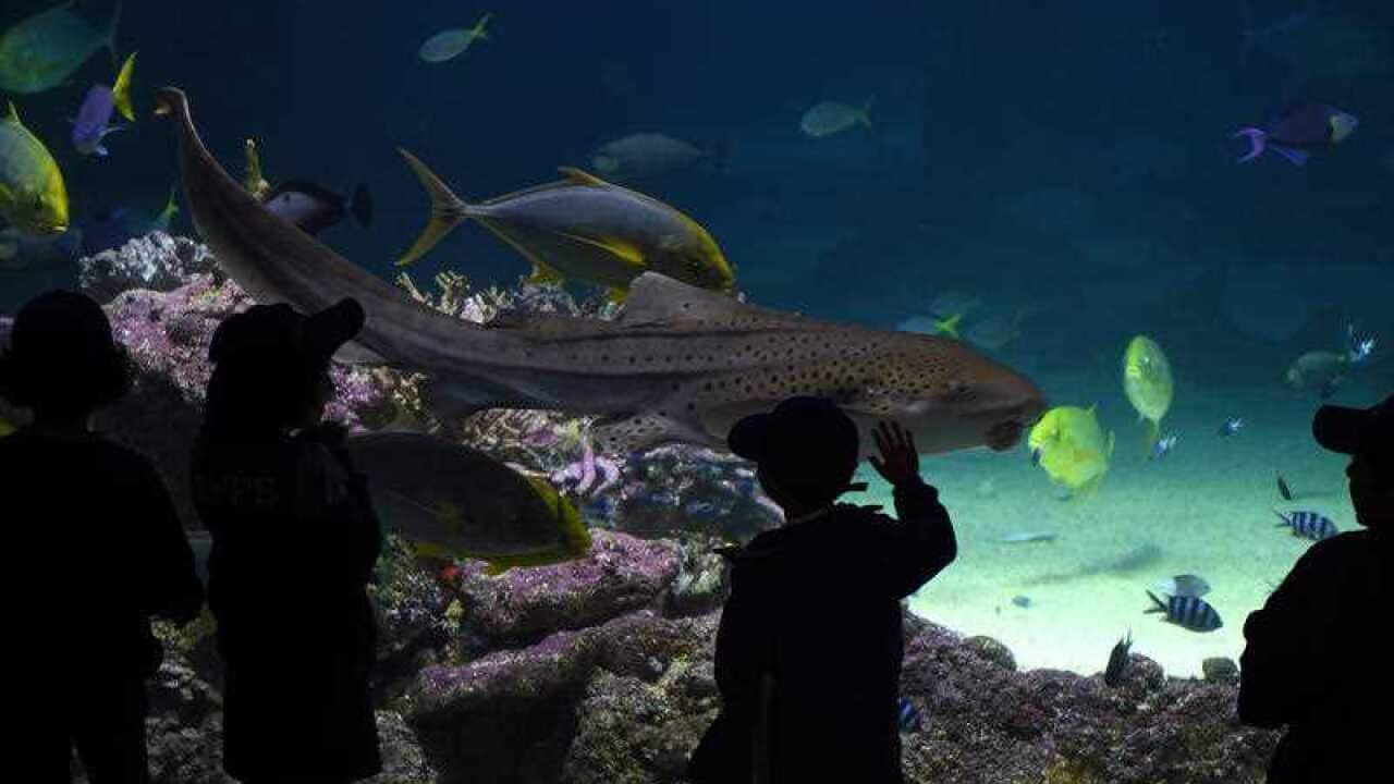 SEA LIFE Sydney Aquarium