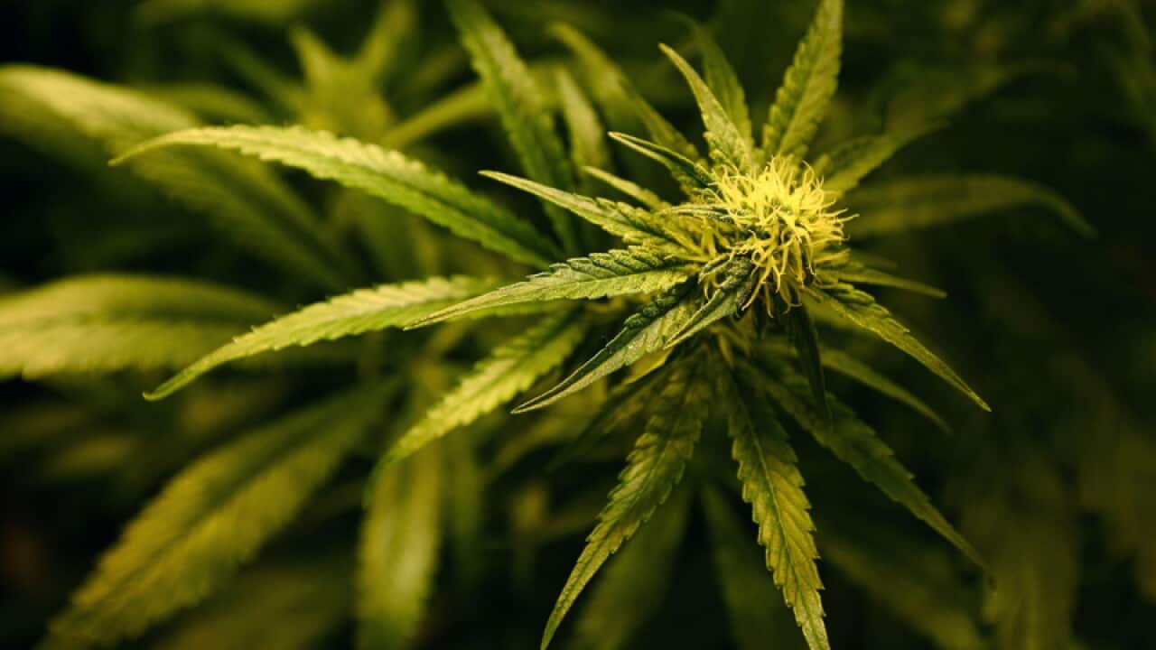 Plants in a cannabis farm