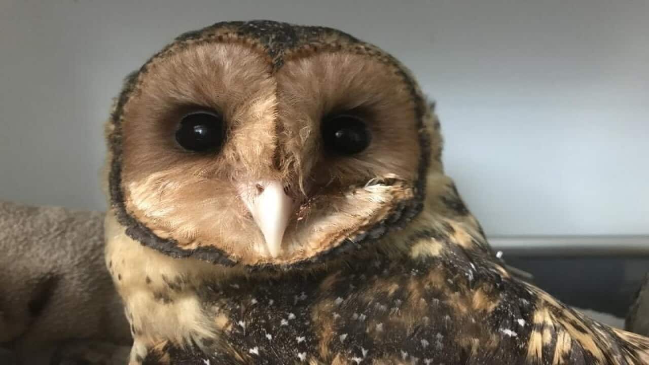 The masked owl nicknamed Marlon.