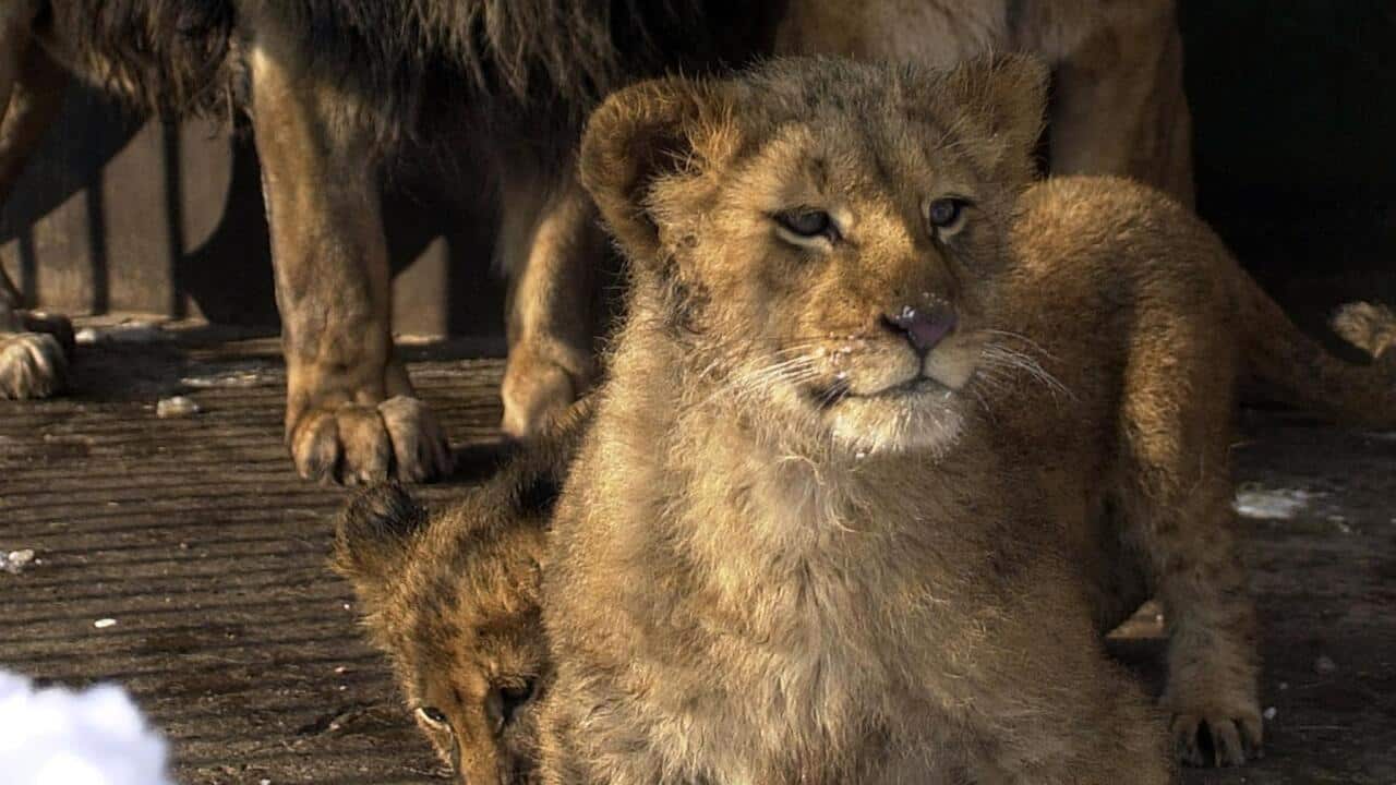 MACEDONIA-LIONS FAMILY IN BITOLA ZOO