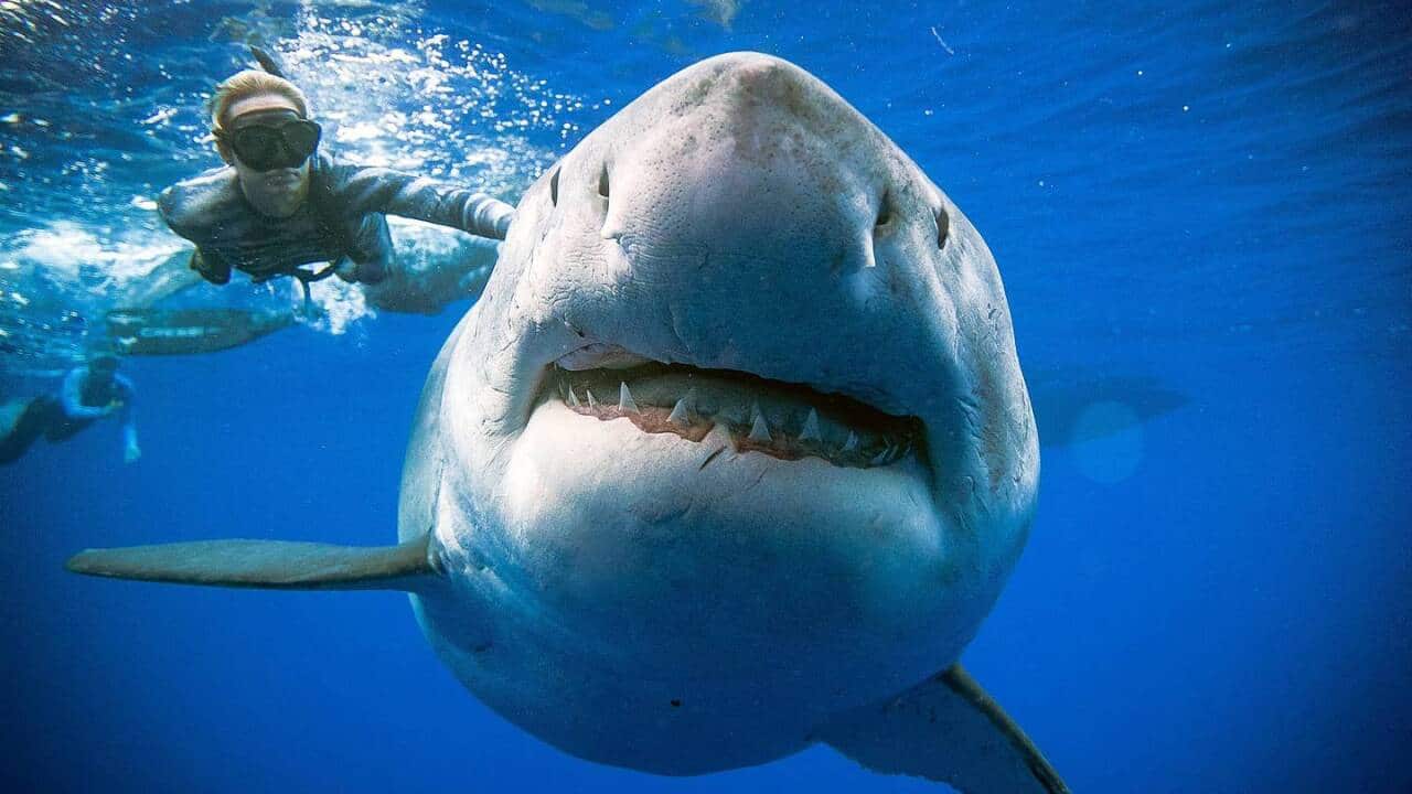 The great white shark is believed to be around 50-years-old.