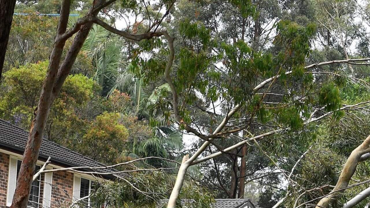 Storm damage is seen in Gordon, north of Sydney, Tuesday, November 26, 2019. A severe fast moving thunderstorm has passed over Sydney resulting in fallen trees and downed power lines in several Sydney suburbs. (AAP Image/Dan Himbrechts) NO ARCHIVING