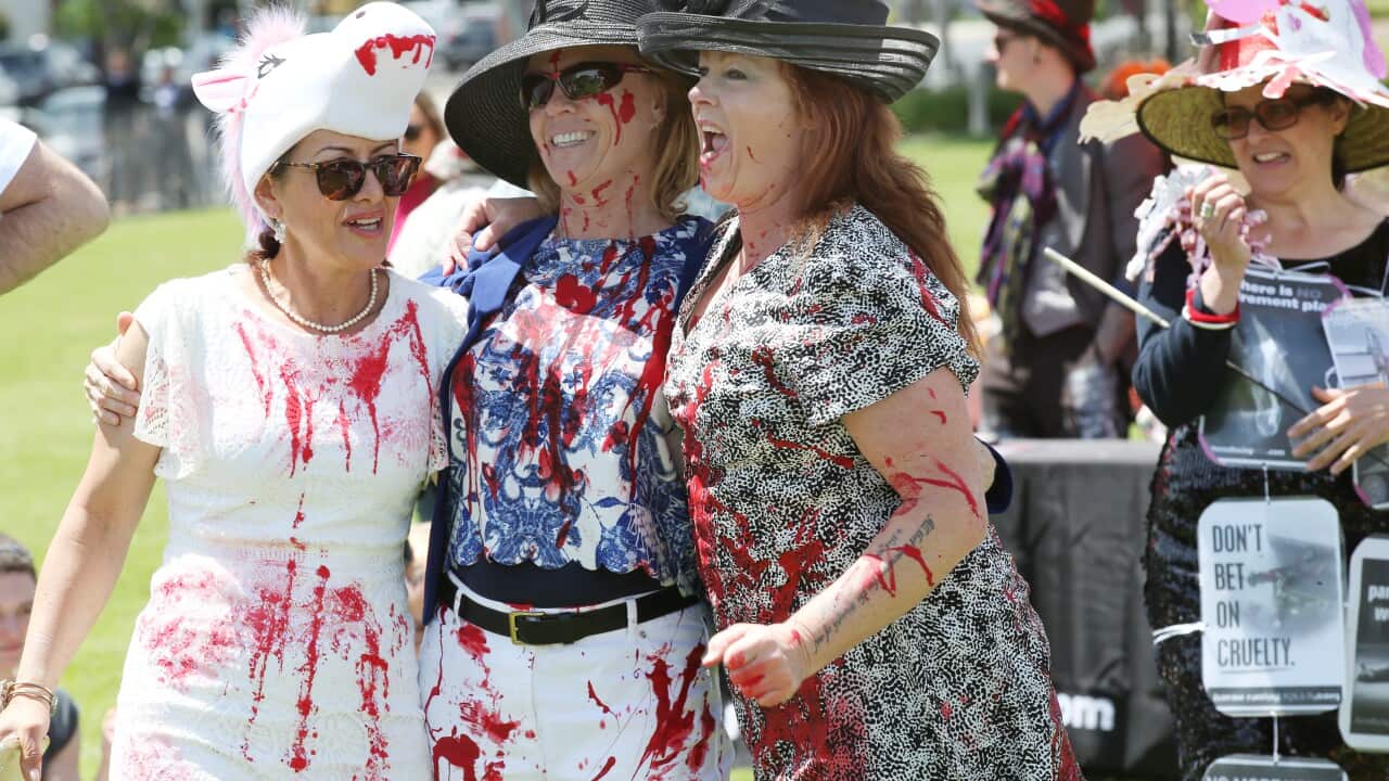 MELBOURNE CUP PROTEST