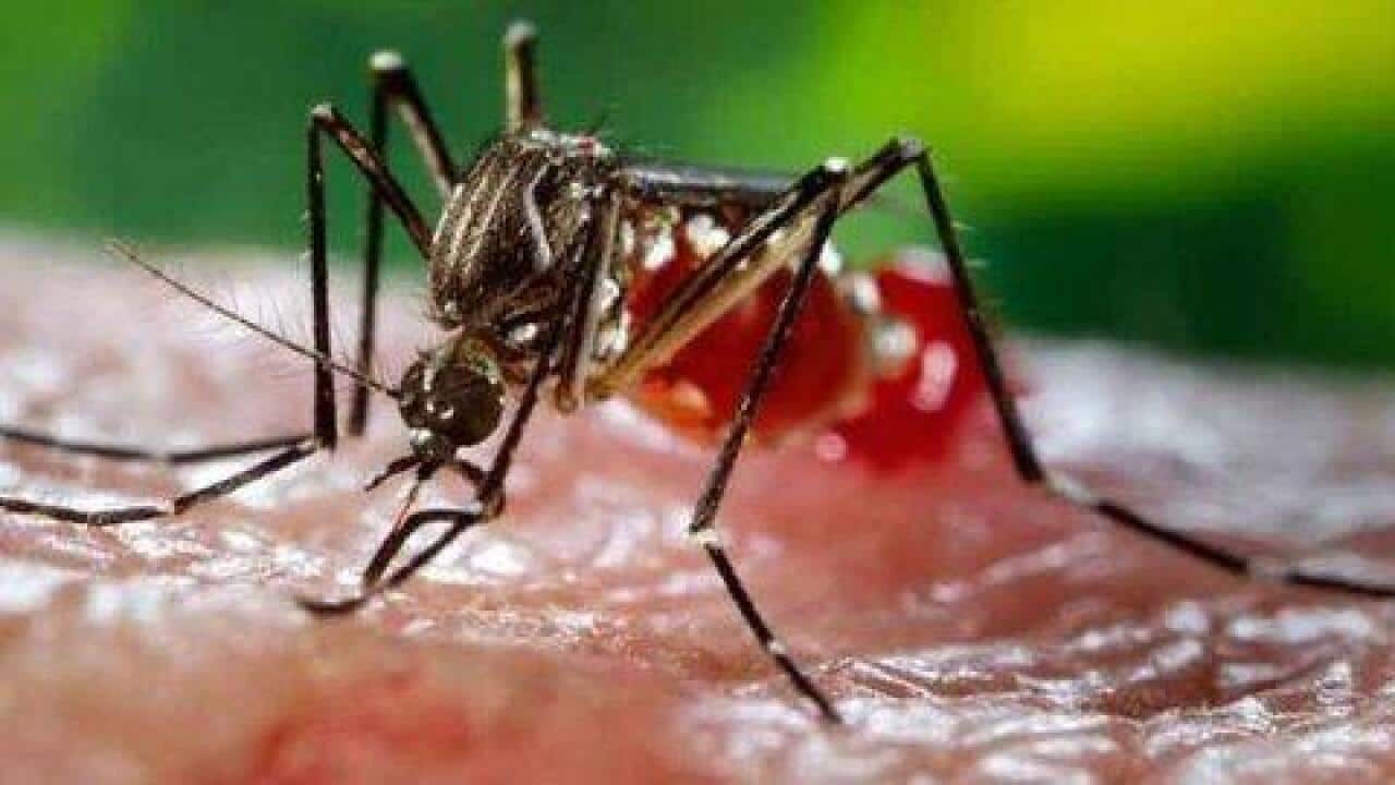 Wolbachia is believed to reduce the ability of mosquitoes to transmit dengue.