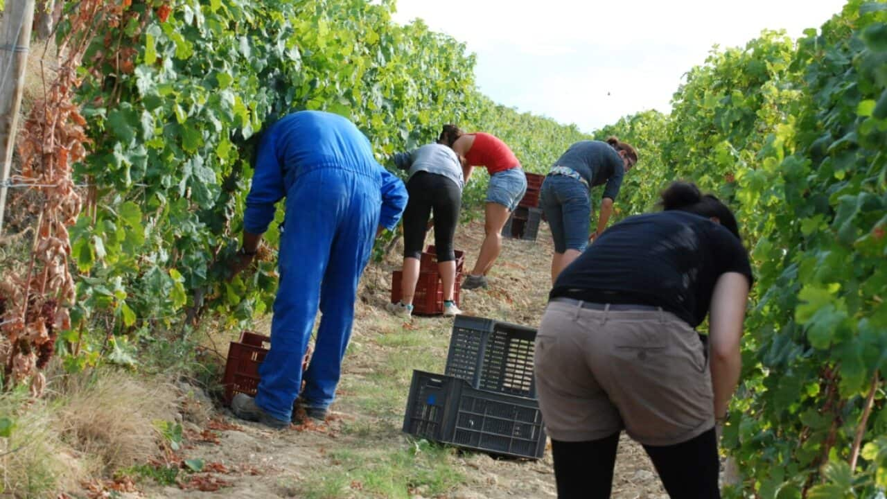 Fruit and vegetable picking jobs are often underpaid. 