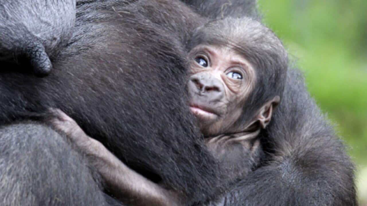 gorilla_baby_b_tarongazoocredit_110209_533890665
