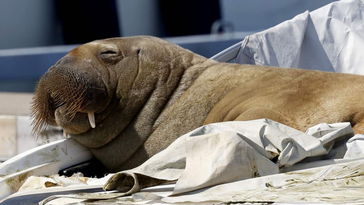 A walrus seen resting on a boat.