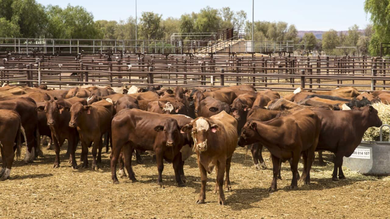 Australian cattle