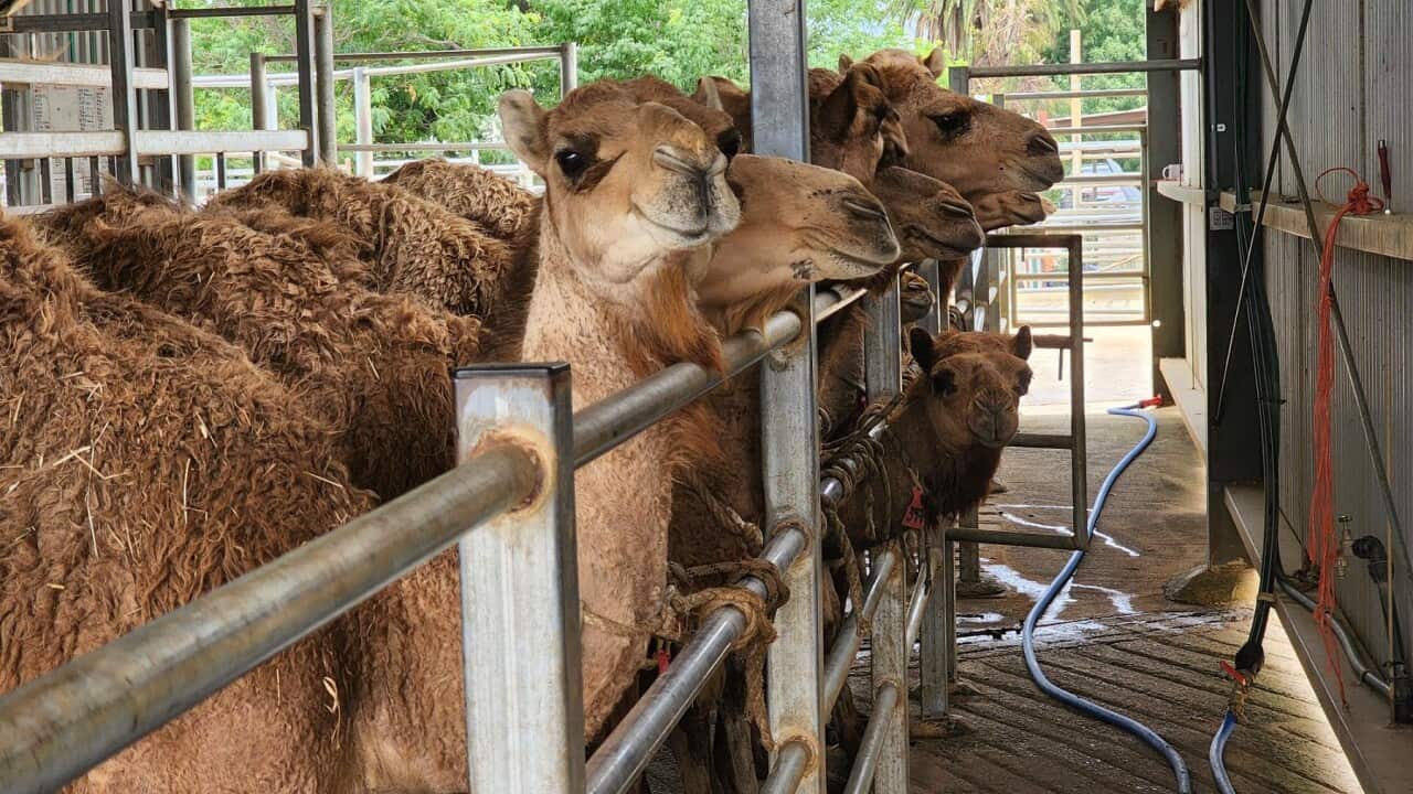 Camels milking on the farm at Kyabram, Victoria (SBS).jpg