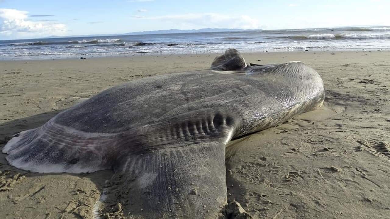 The hookwinker sunfish lied on the beach in Santa Barbara