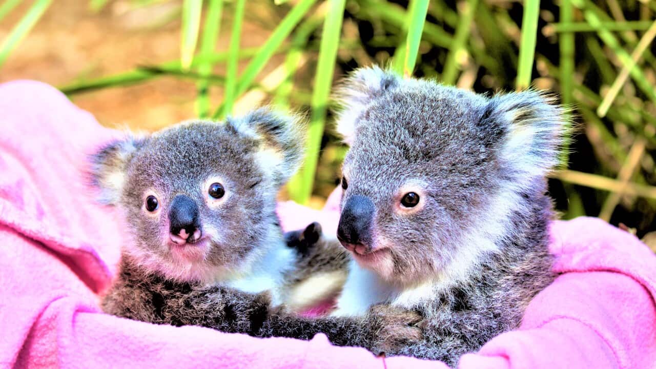 Koalas at the Australian Reptile Park in Somersby, NSW.