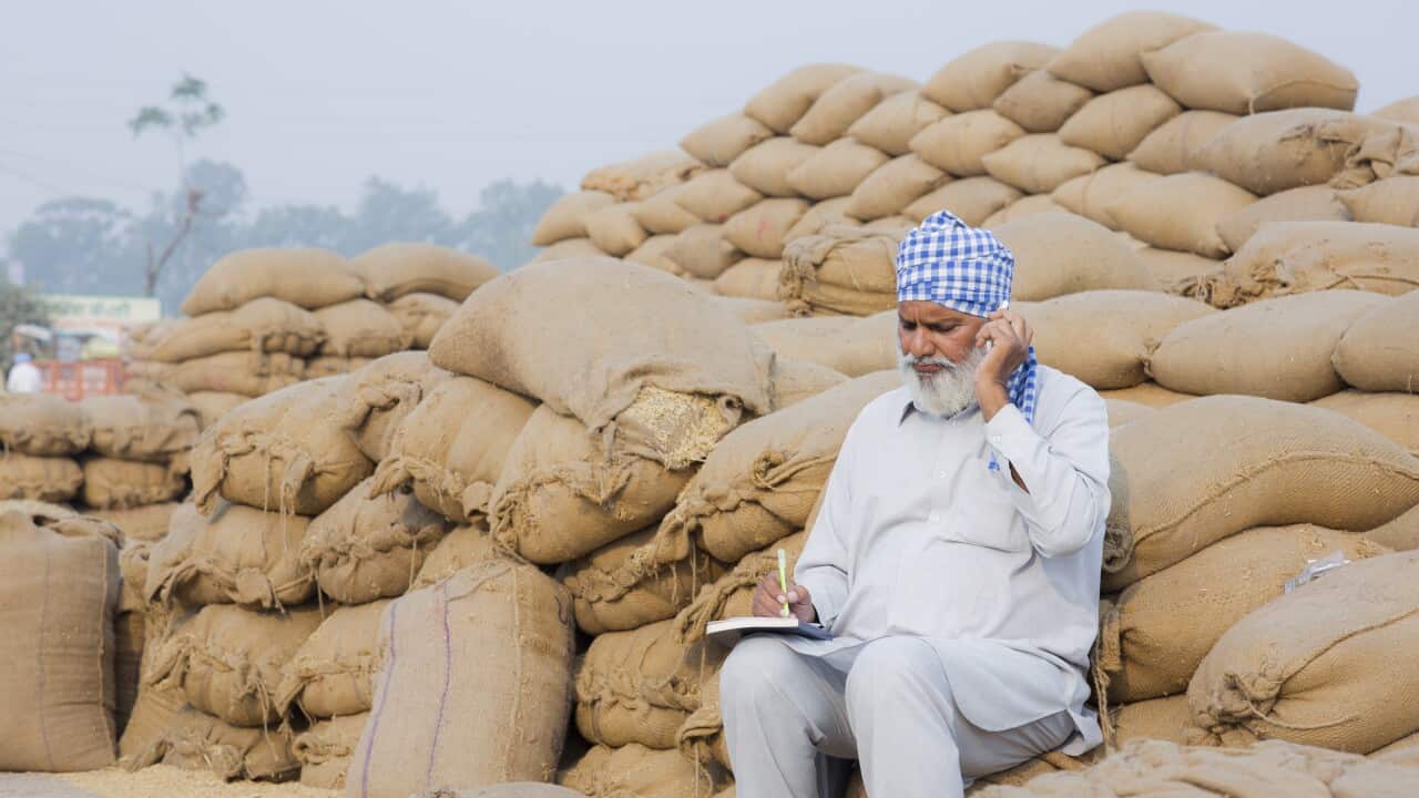 Indian Farmer - Grain Market In Punjab