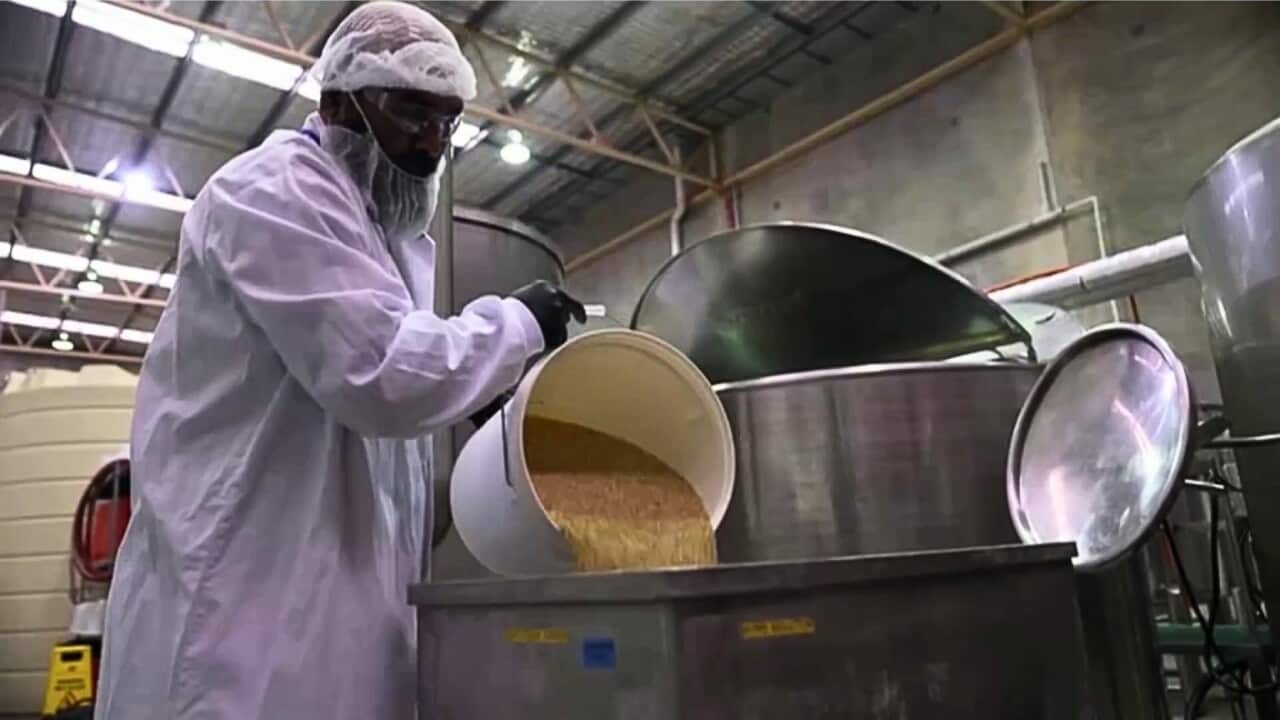 Lupin beans being processed (Reuters).jpg