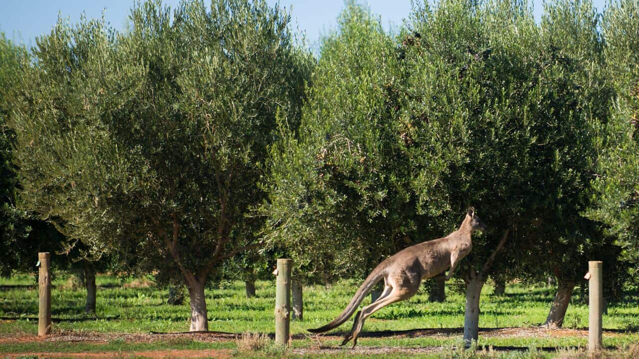 Olive trees