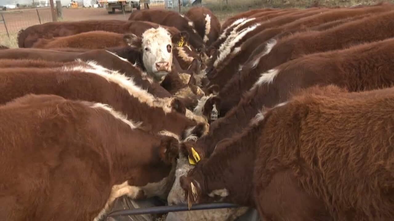 Cattle east grain at the Weller's farm in Winton, NSW, Australia (SBS)