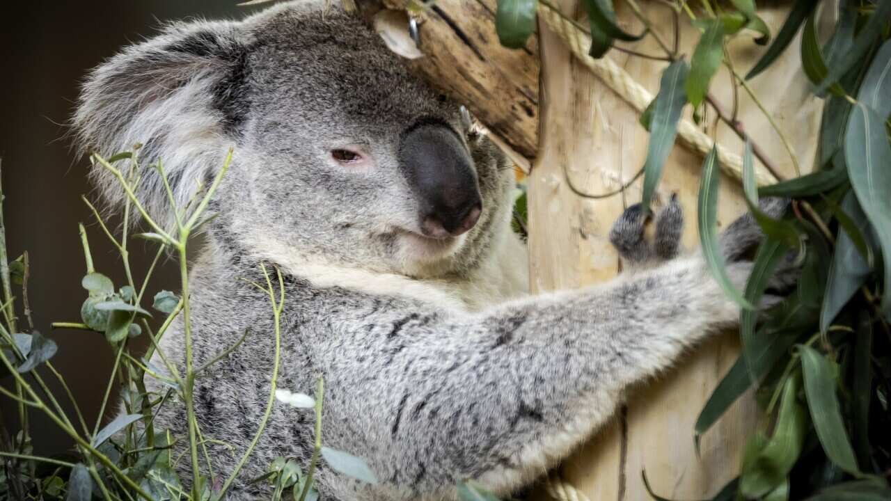 Koalas on display for the first time in Ouwehands Zoo