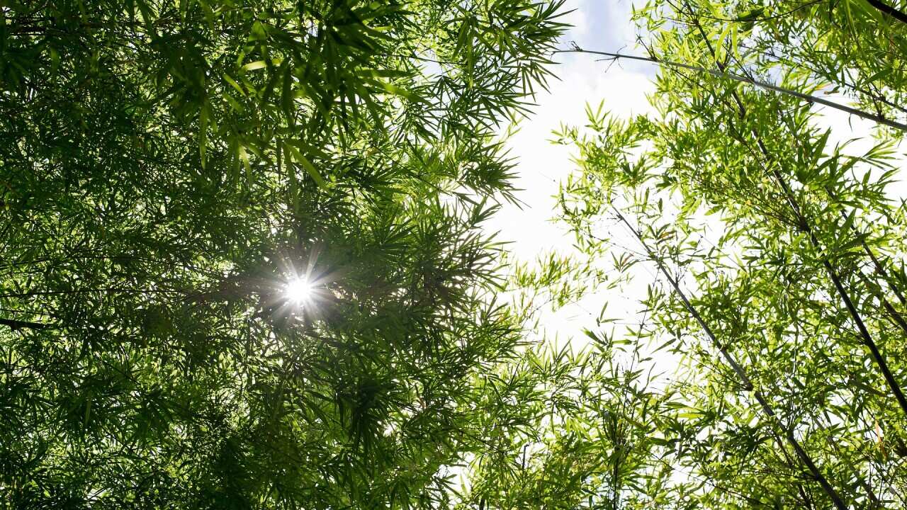nature_bamboo_forest.jpg