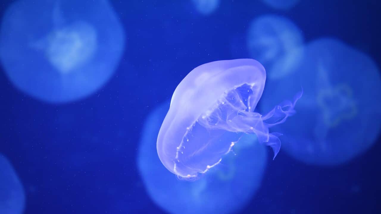 A jellyfish is seen in an enclosure at Sea Life Melbourne Aquarium in Melbourne, Friday, November 13, 2020. 